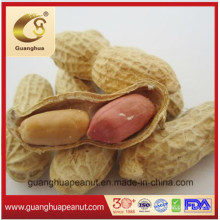 Red Skin Roasted Peanut in Shell Seaflower 9/11 11/13 New Crop Good Quality